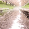 桜並木