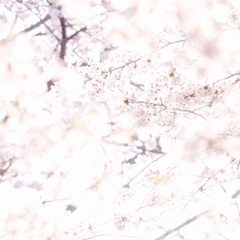 キラキラ