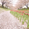 桜道