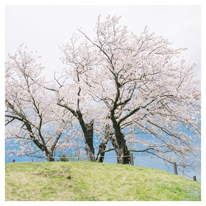 古墳桜