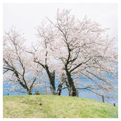 古墳桜