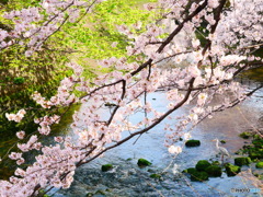 大岡川の桜