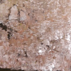 桜雨