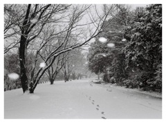 雪景色
