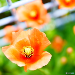 ナガミヒナゲシ