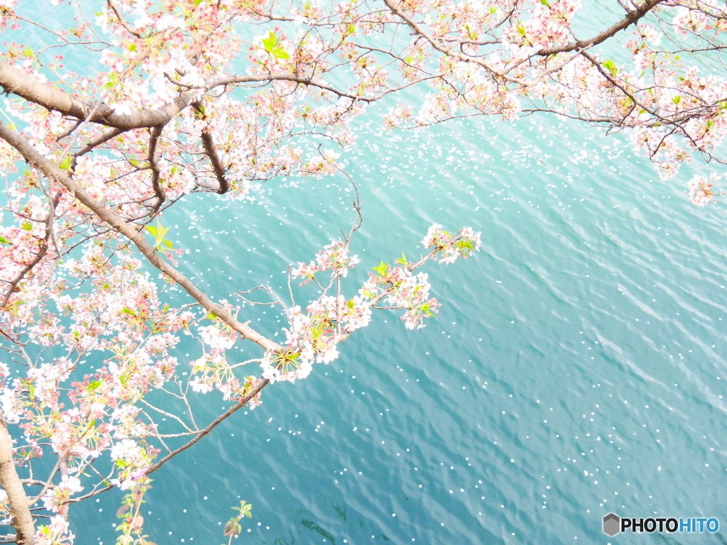 大岡川の桜