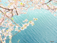 大岡川の桜