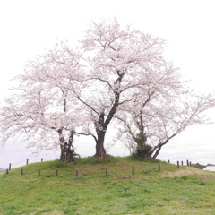 古墳桜