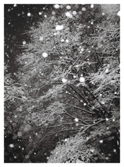 雪景色