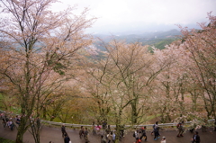桜色の山の頂から