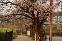 桜の道