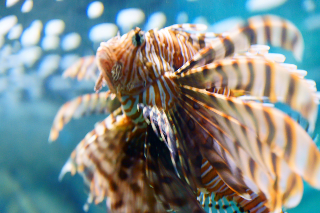 魚の羽ばたき