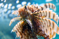 魚の羽ばたき
