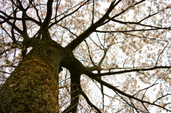 桜の大木