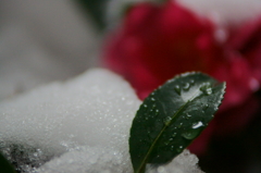 雪解けの水滴