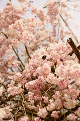 人に寄る、桜の花