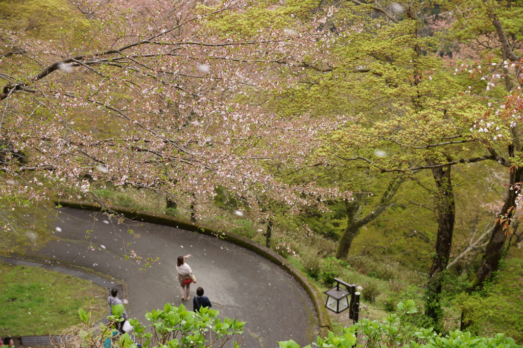 桜吹雪の吹く山で