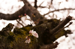 桜の木