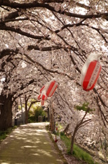 桜のトンネル