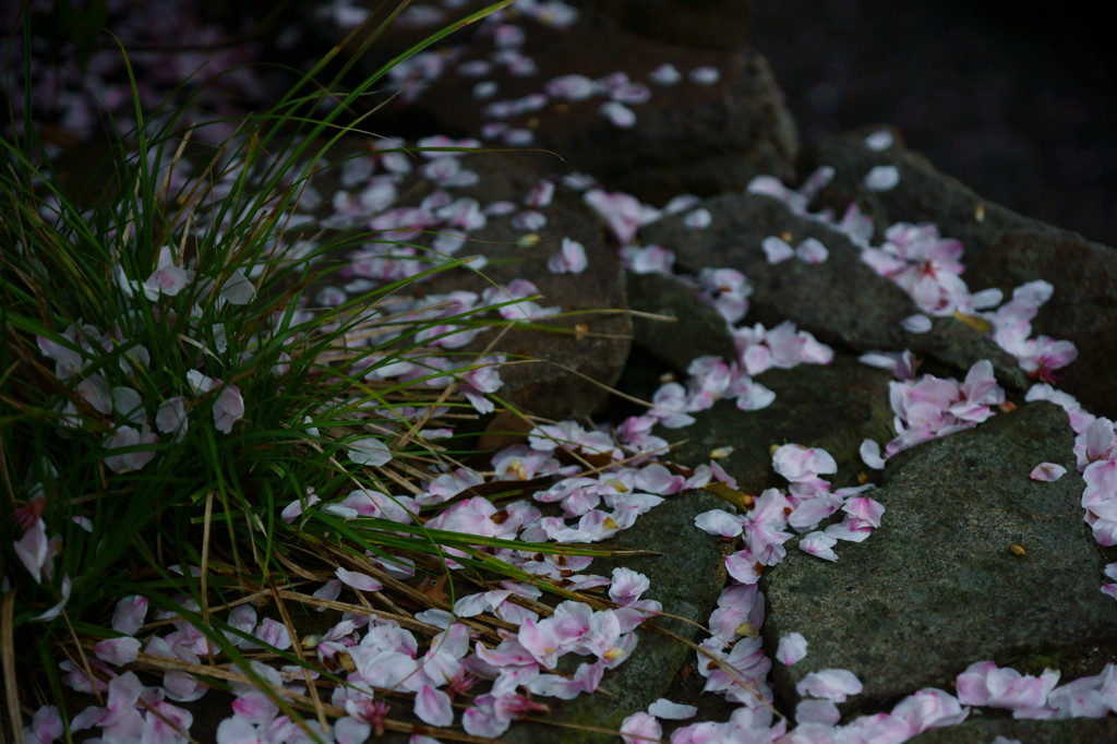 花散りて