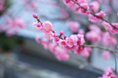 梅の花