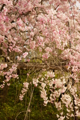 枝垂桜