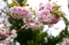 八重桜