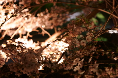 夜桜