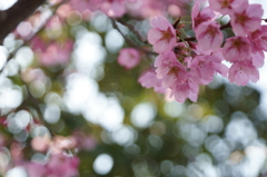 影の桜