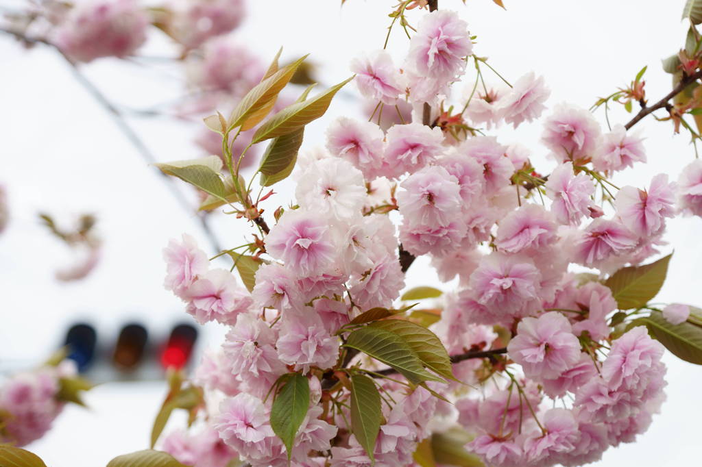 揺れる桜に赤信号