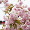 揺れる桜に赤信号