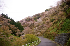 桜の山