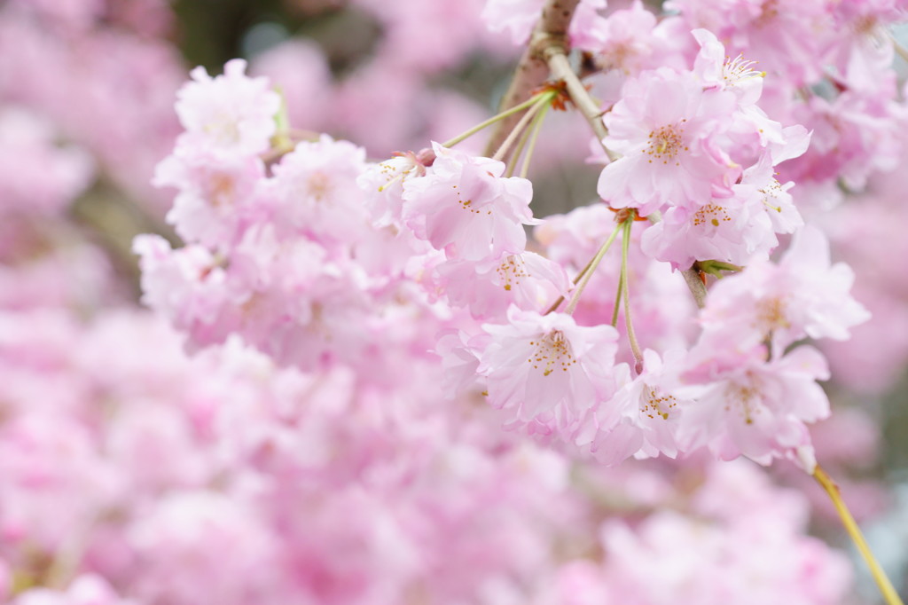 桜