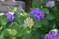 紫陽花