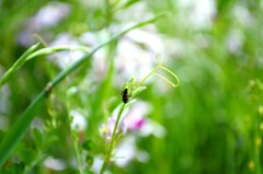 潤緑の中