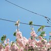春の空
