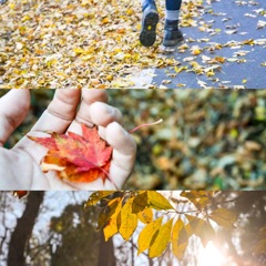 Autumn wonder