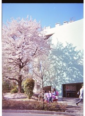 暮らしと桜