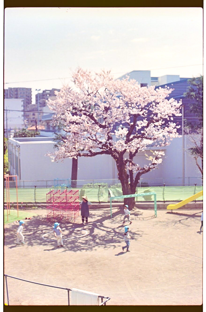 桜の街2