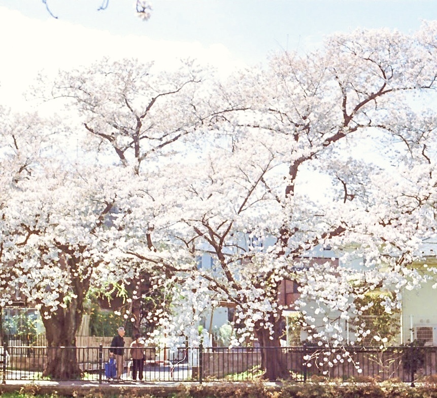 桜の街6