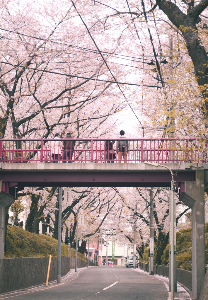 いつか桜をみた日