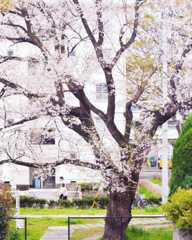 桜のある生活