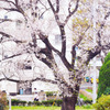 桜のある生活