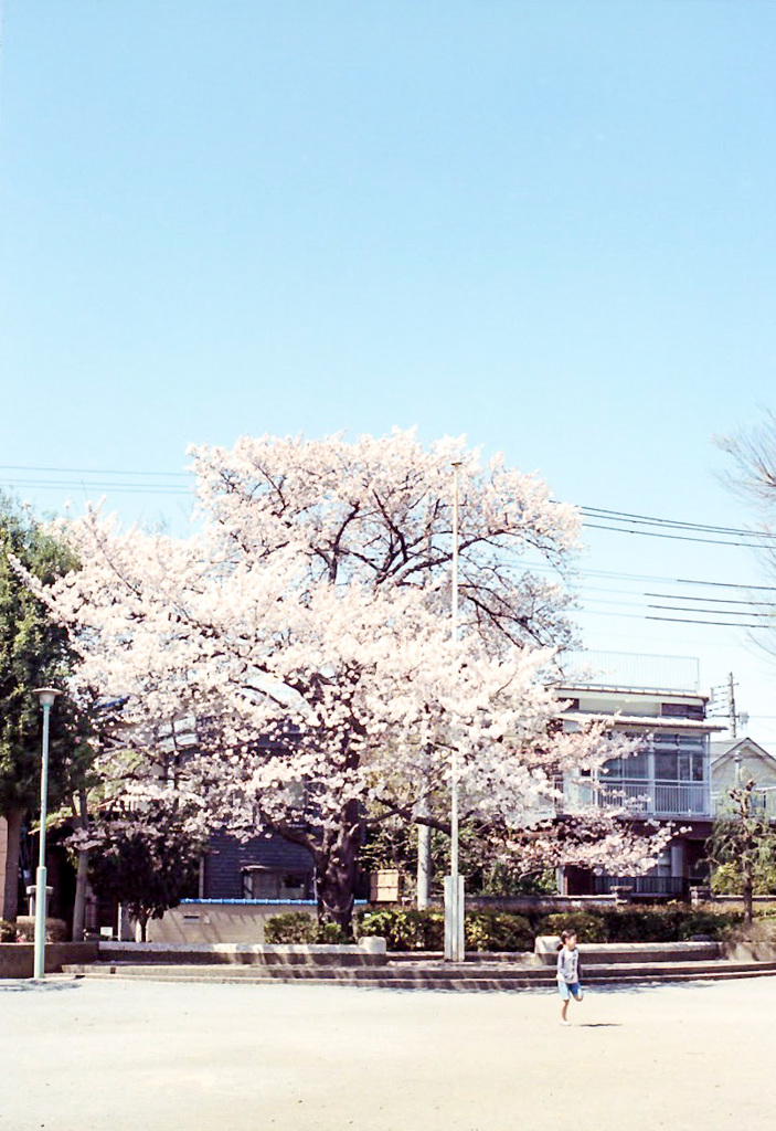 桜の街4
