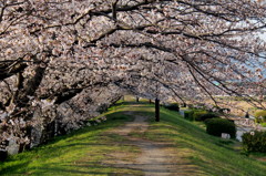 桜花トンネル