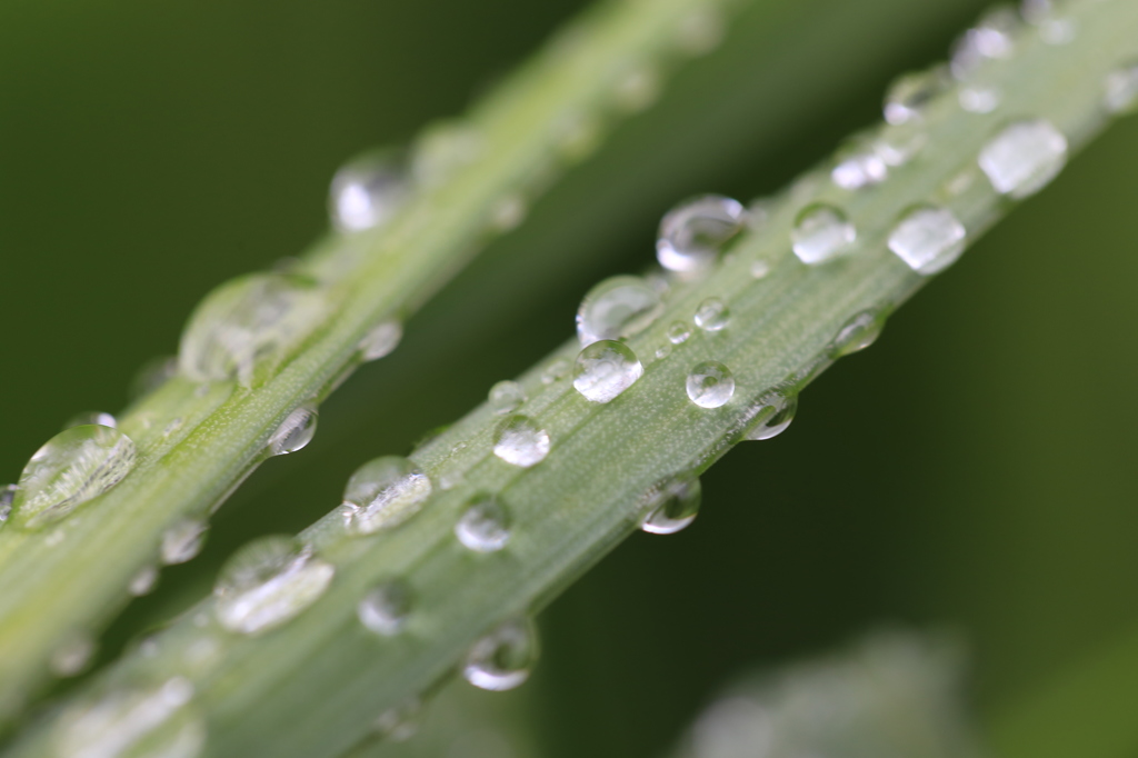 雨上がり