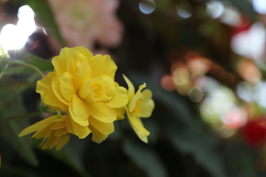 黄色の花