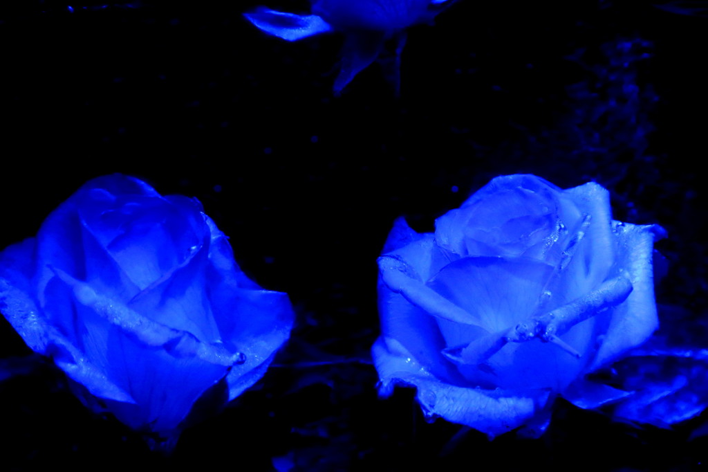 氷中花