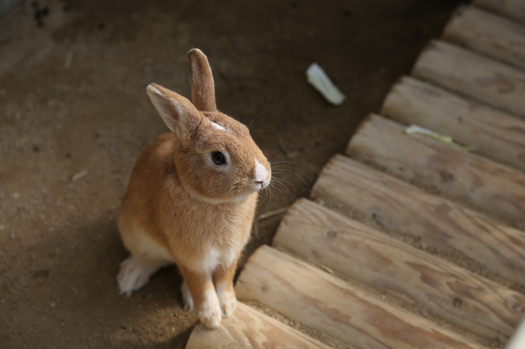 かわいいでしょ