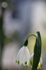 雪の雫